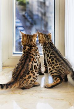 Little Bengal kittens are looking out the window
