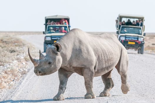 A black rhinoceros, Diceros bicornis, walking accross a road in Northern Namiba with two safari vehicles with tourists in the back