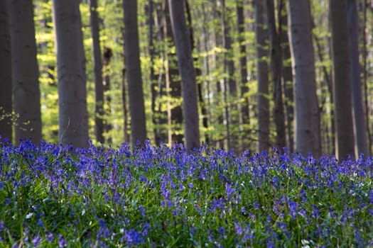 The bluebells flowers during springtime in Hallerbos, Halle, Belgium