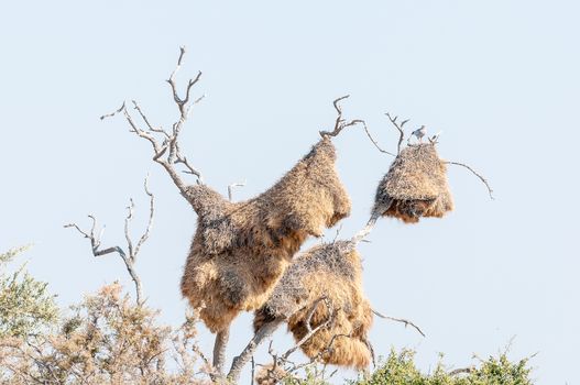 A Southern Pale Chanting Goshaw, Melierax canorus, on top of a huge community nest of a sociable weaver, Philetairus socius, built in a dead tree