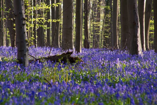 The bluebells flowers during springtime in Hallerbos, Halle, Belgium