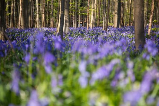 The bluebells flowers during springtime in Hallerbos, Halle, Belgium