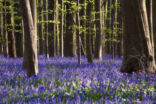 The bluebells flowers during springtime in Hallerbos, Halle, Belgium