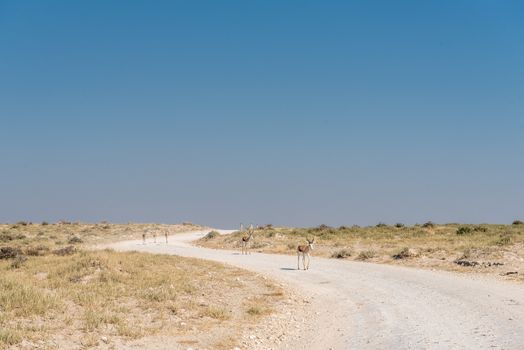 A herd of springboks, Antidorcas marsupialis, walking down a gravel road in Northern Namibia
