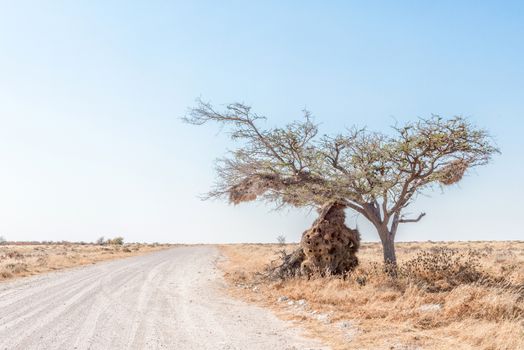 The community nest of a sociable weaver, Philetairus socius, became so heavy that it broke the branch of the tree it was built on