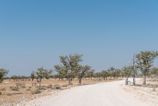 A gravel road winding through mopani trees in Northern Namibia