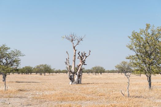 A Moringa tree or Fairy Tale Tree, Moringa Ovalifolia, in Northern Namibia