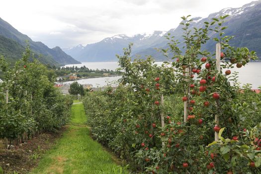 Apple tree gardens in Lofthus around the Hardanger fjord