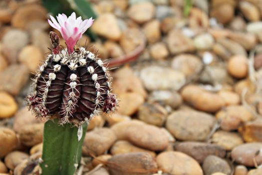 Nature background concept : Small cactus blooming flower in cactus garden