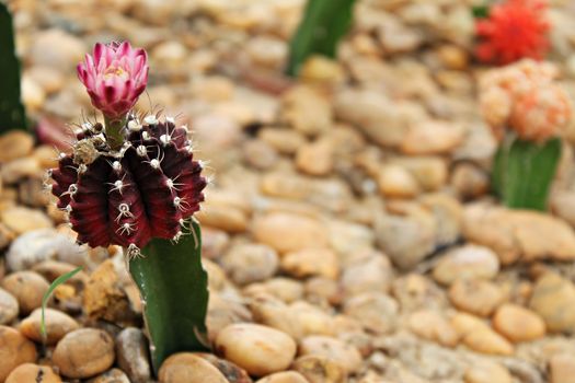 Nature background concept : Small cactus blooming flower in cactus garden