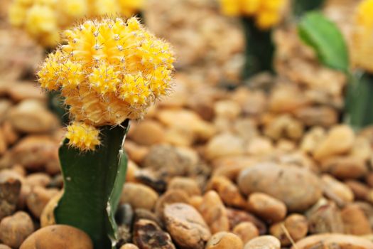 Nature background concept : Small cactus blooming flower in cactus garden