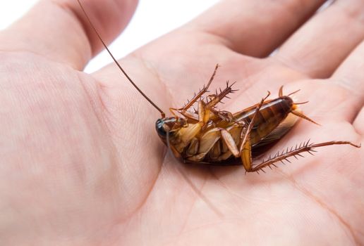 Closeup cockroach on hand for Insecticide product concept, selective focus
