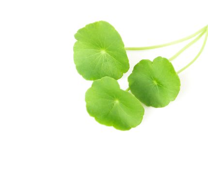 Gotu kola's leafs on white background