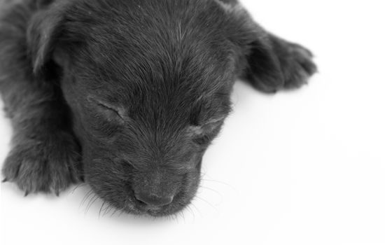 Closeup dirty baby dog sleeping on white background, selective focus