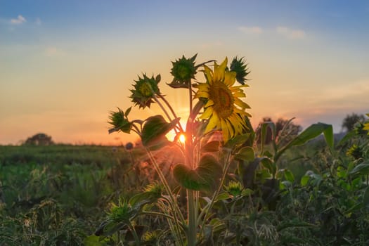 Sunflower stem with flowers on a background of the setting sun, sky and field
