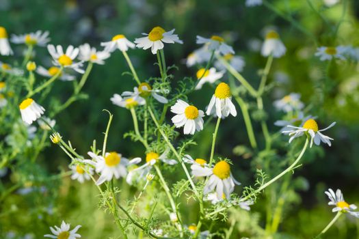 Stalks of blossoming chamomile on a dark background at shallow depth of field
