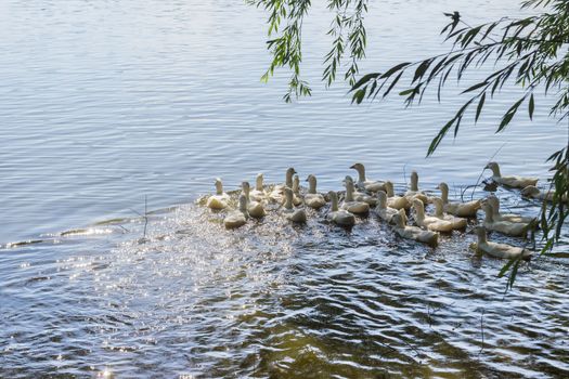 Group of the free range white domestic ducks on a pond
