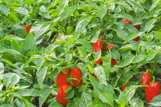 Background of a part of plantation of the maturing red bell pepper after rain
