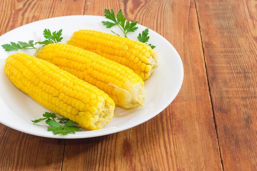 Fragment of white dish with three boiled whole ears of the sweet corn decorated with parsley twigs closeup on an old wooden surface
