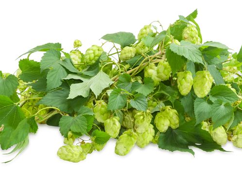 Intertwined branches of hops with leaves and seed cones on a white background
