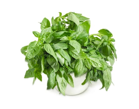 Bunch of the green basil freshly picked out in a white mug closeup on a white background 
