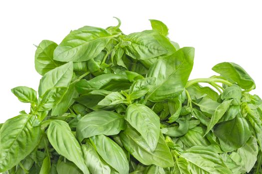 Top part of a bunch of the freshly picked out green basil closeup on a white background 
