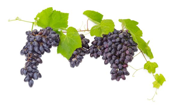 Clusters of the ripe blue table grapes on the vine with leaves and tendrils on a white background
