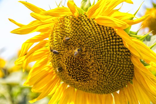 Close up on beautiful Sunflower with bees on seeds as a concept of sunflower oil industry