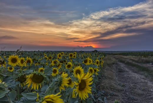 Summer landscape with field of sunflowers and dirt road. Rural landscape of empty road near sunflower field at sunset