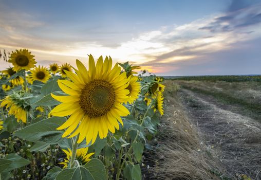 Summer landscape with field of sunflowers and dirt road. Rural landscape of empty road near sunflower field at sunset