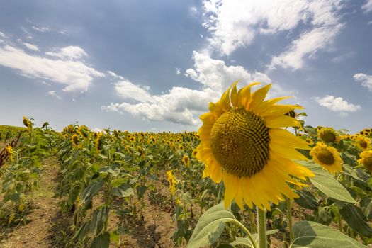 sunflower field over cloudy blue sky and big sunflower