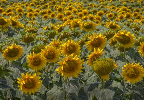 Sunflower field landscape. field of blooming sunflowers  Sunflower natural background 