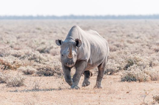 A black rhinoceros, Diceros bicornis, walking towards the camera in Northern Namiba