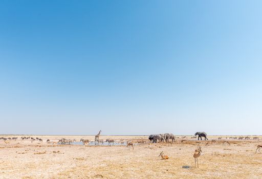 Elephant, giraffe, Burchells zebras, springbok and blue wildebeest at a waterhole in Northern Namibia