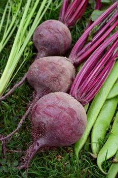 Three freshly harvested purple beetroot among other vegetables on grass