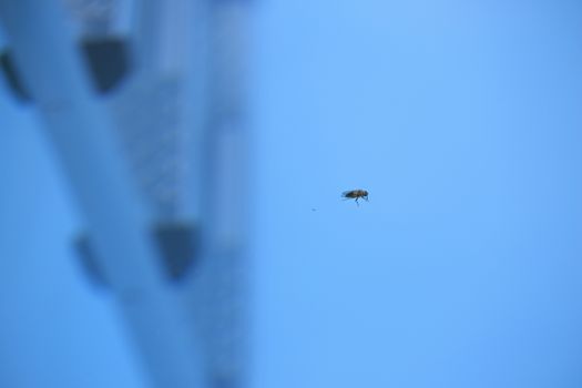 insect death in a swimming pool