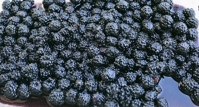 Black berries ready to make a pie