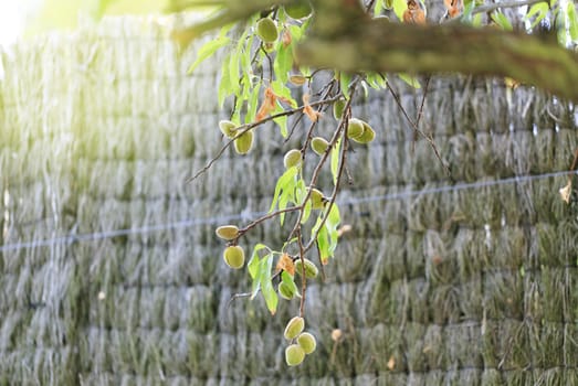 Tree  of almonds with its skin