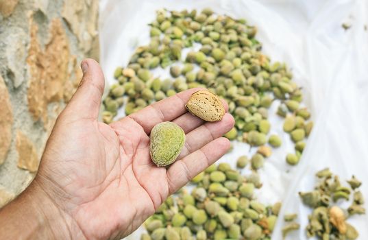 Group of almonds with its skin