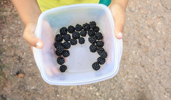 Black berries ready to make a pie