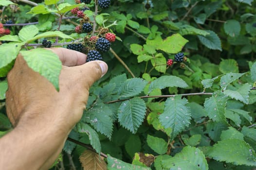 woman collecting berry on the berry tree