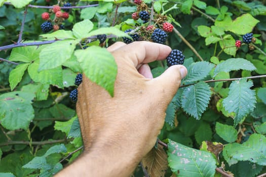 woman collecting berry on the berry tree