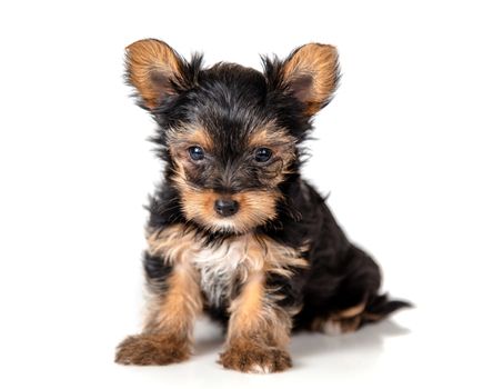 Puppy Yorkshire Terrier on a light background