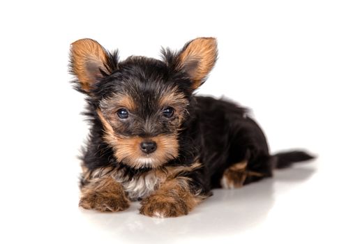 Puppy Yorkshire Terrier on a light background
