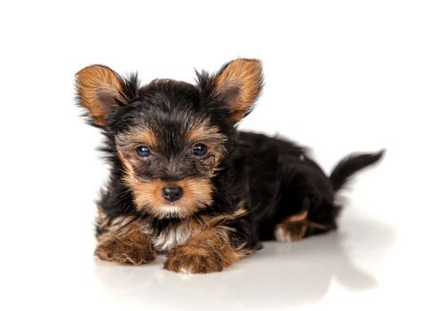 Puppy Yorkshire Terrier on a light background