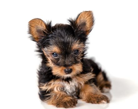 Puppy Yorkshire Terrier on a light background