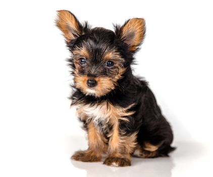 Puppy Yorkshire Terrier on a light background