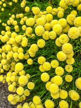 Yellow flowers: Common Tansy (bitter buttons, cow bitter, or golden buttons) with blurred background
