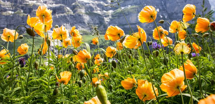 Wild yellow poppy flowers facing the sunlight in alpine valley, Poppy Flowers prosper in warm, dry climates, but withstand some frost and grow in poor soils with good water drainage.