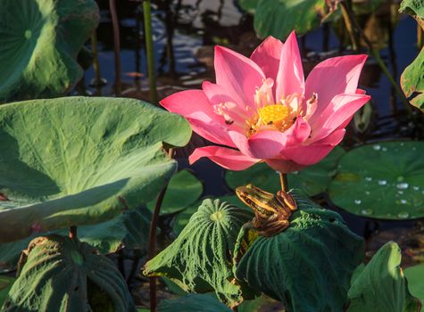 A green-yellow striped frog patiently waits for delicious meal under the water lily flower in the pond.